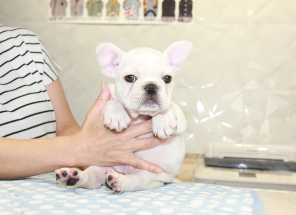 ID:FB915　French Bulldogサムネイル