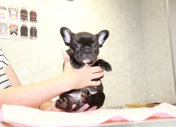 ID:FB916　French Bulldogサムネイル