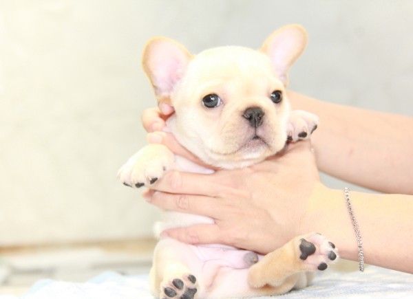 ID:FB917　French Bulldogサムネイル