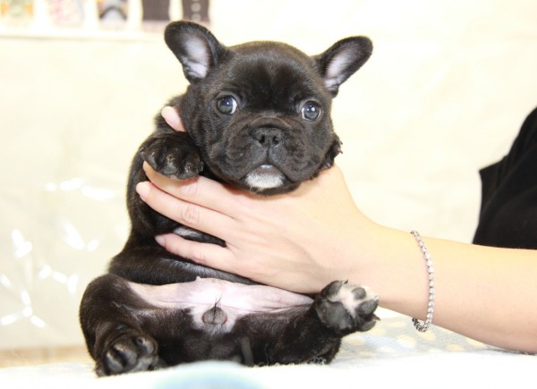 ID:FB918　French Bulldogサムネイル