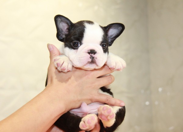 ID:BT270　Boston Terrier　サムネイル