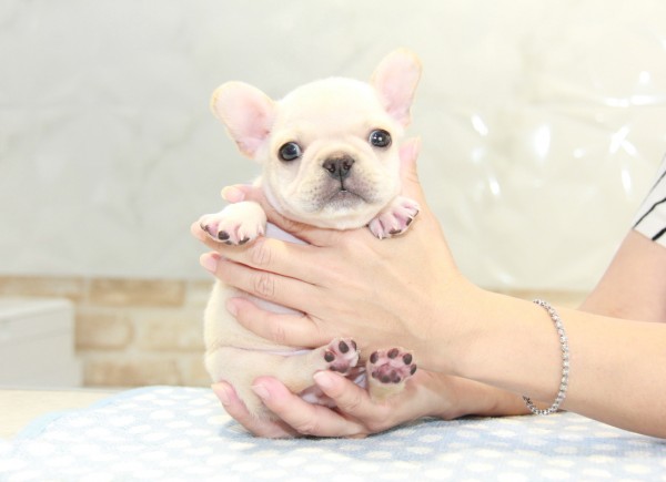 ID:FB923　French Bulldogサムネイル