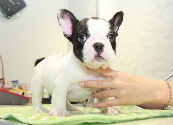 ID:FB921　French Bulldogサムネイル