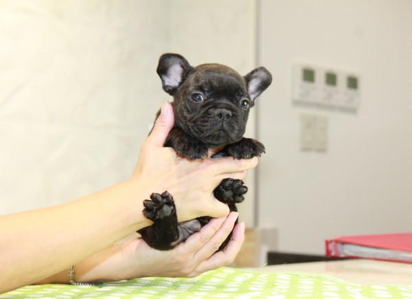 ID:FB922　French Bulldogサムネイル