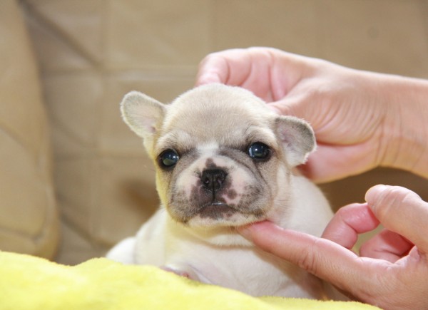 ID:FB926　French Bulldogサムネイル