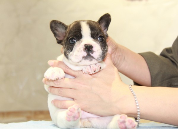 ID:FB928　French Bulldogサムネイル