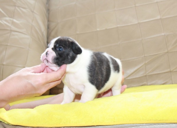 ID:FB925　French Bulldogサムネイル