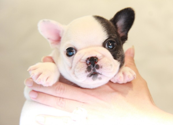 ID:FB929　French Bulldogサムネイル