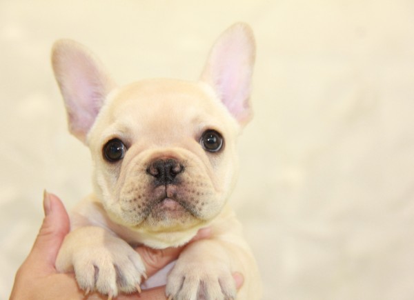 ID:FB919　French Bulldogサムネイル