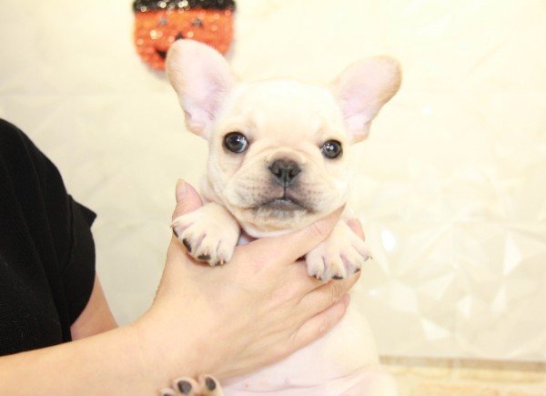 ID:FB924　French Bulldogサムネイル