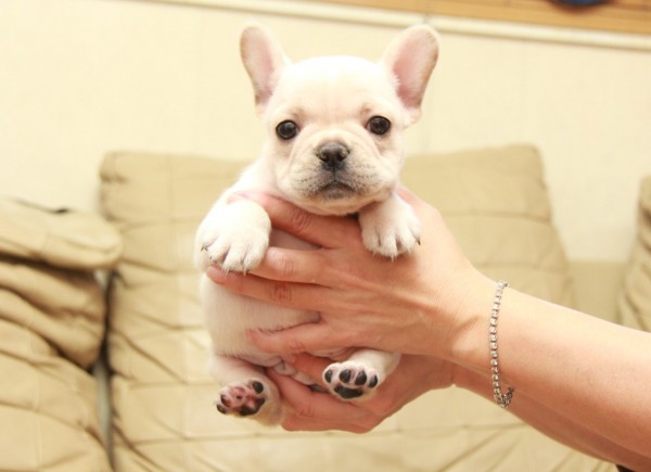 ID:FB931　French Bulldogサムネイル