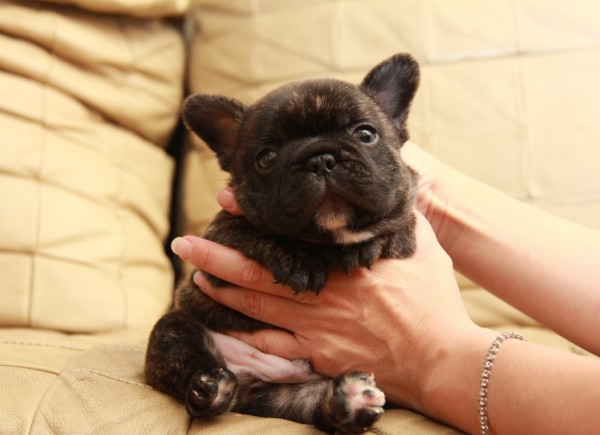 ID:FB936　French Bulldogサムネイル