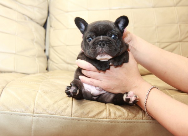 ID:FB937　French Bulldogサムネイル