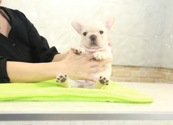 ID:FB1056　French Bulldogサムネイル