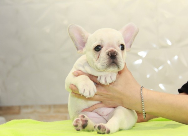 ID:FB1049　French Bulldogサムネイル