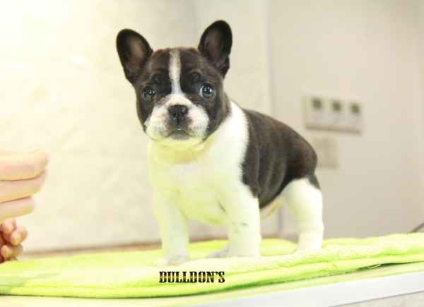 ID:FB1089　French Bulldogサムネイル