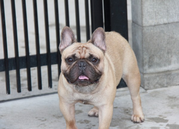 ID:09　引退犬French Bulldogサムネイル