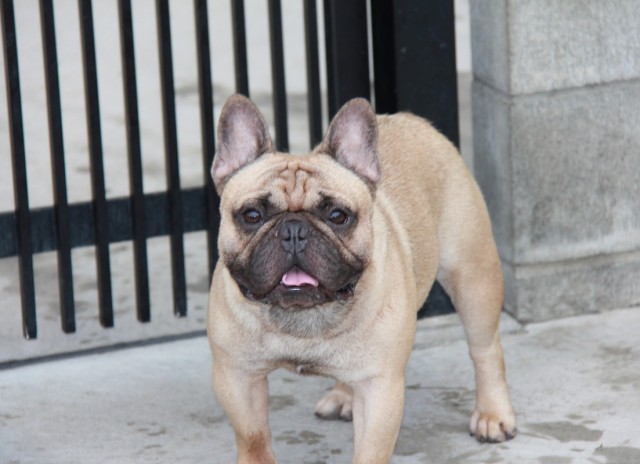 ID:09　引退犬French Bulldogサムネイル