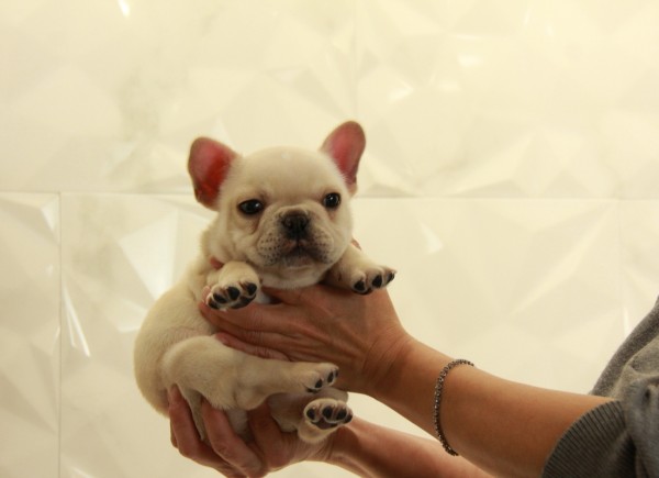 ID:FB975　French Bulldogサムネイル