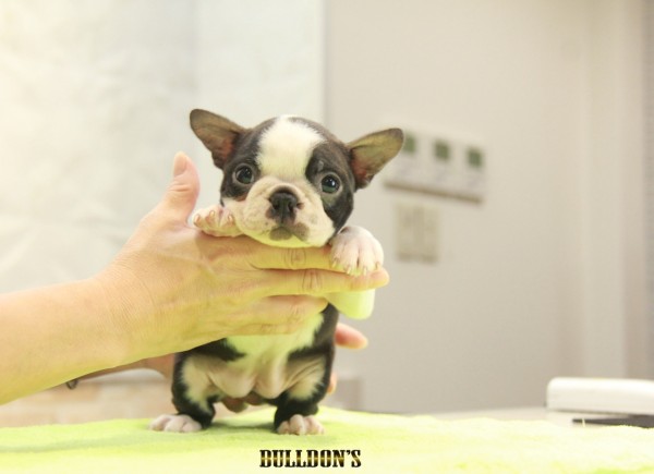 ID:BT308　Boston Terrierサムネイル