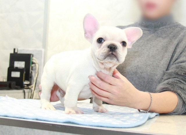 ID:FB980　French Bulldogサムネイル