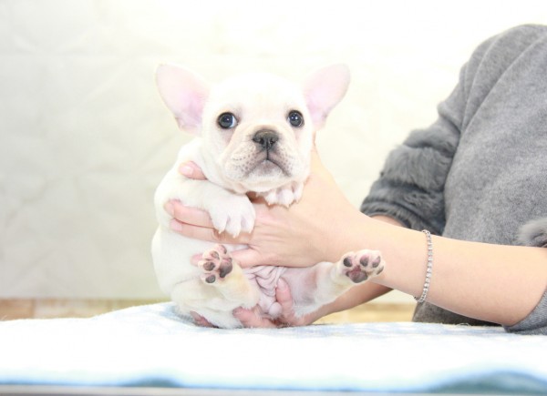 ID:FB981　French Bulldogサムネイル