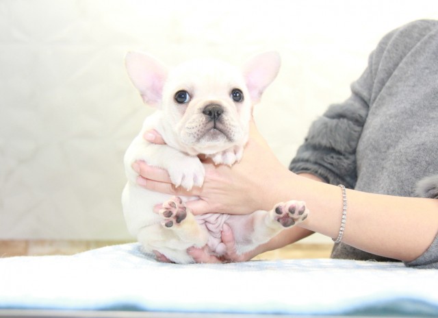 ID:FB981　French Bulldogサムネイル