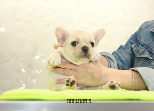 ID:FB1100　French Bulldog　サムネイル