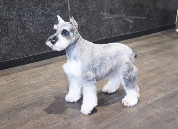 ID:12,13　引退犬Miniature Schnauzerサムネイル