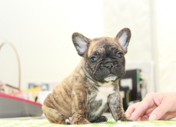 ID:FB983　French Bulldogサムネイル