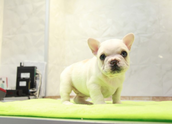 ID:FB982　French Bulldogサムネイル