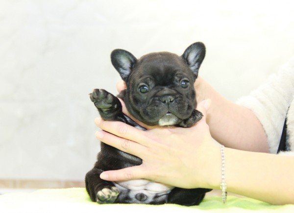 ID:FB984　French Bulldogサムネイル