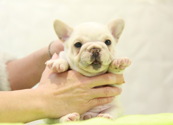 ID:FB985　French Bulldogサムネイル