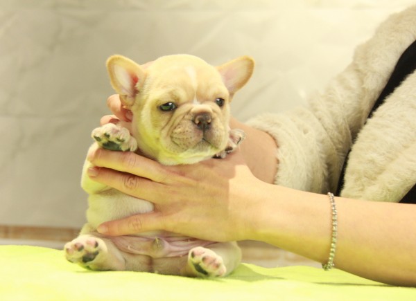 ID:FB988　French Bulldogサムネイル