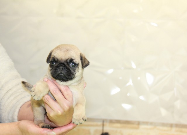 ID:PG503　PUGサムネイル