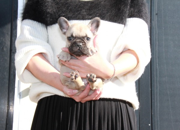 ID:FB974　French Bulldogサムネイル