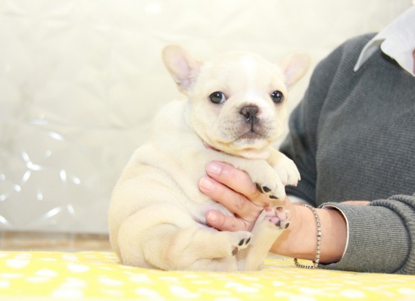 ID:FB989　French Bulldogサムネイル