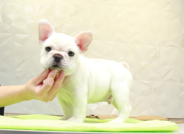 ID:FB991　French Bulldog　サムネイル
