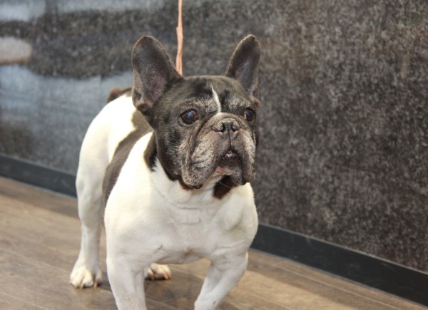 ID:04　引退犬French Bulldogサムネイル