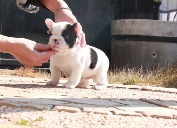 ID:FB995　French Bulldogサムネイル