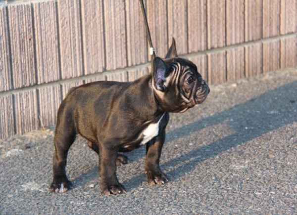 引退犬French Bulldogサムネイル