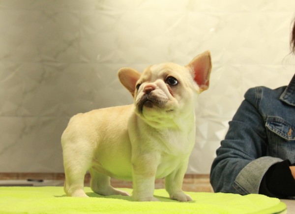 ID:FB1003　French Bulldogサムネイル