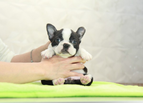 ID:BT292　Boston Terrierサムネイル