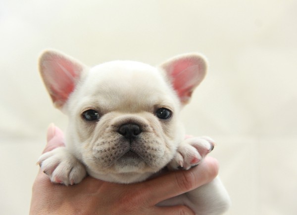 ID:FB1008　French Bulldog　サムネイル