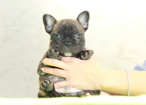 ID:FB999　French Bulldogサムネイル