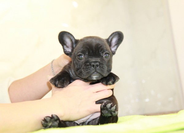 ID:FB1018　French Bulldog　サムネイル