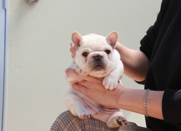 ID:FB1011　French Bulldogサムネイル