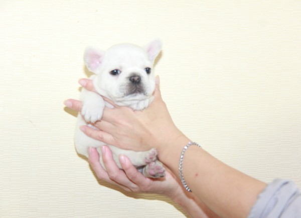 ID:FB1021　French Bulldogサムネイル