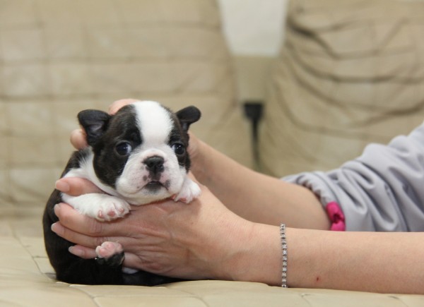 ID:BT297　Boston Terrierサムネイル
