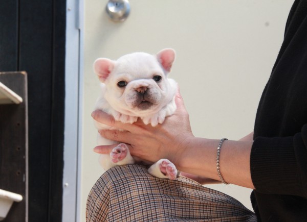 ID:FB1013　French Bulldogサムネイル